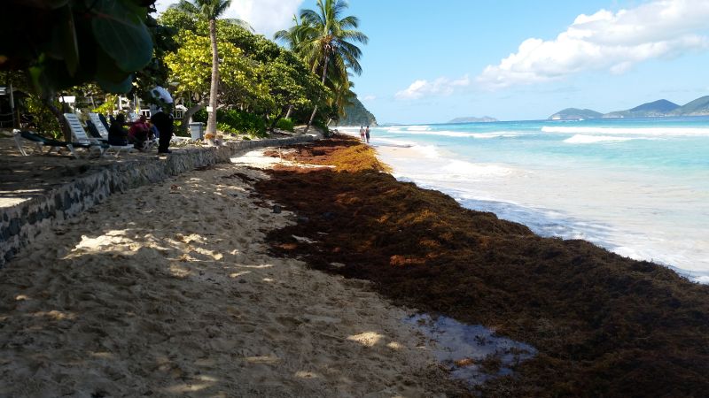 BVI Eyes Opportunities From Sargassum
