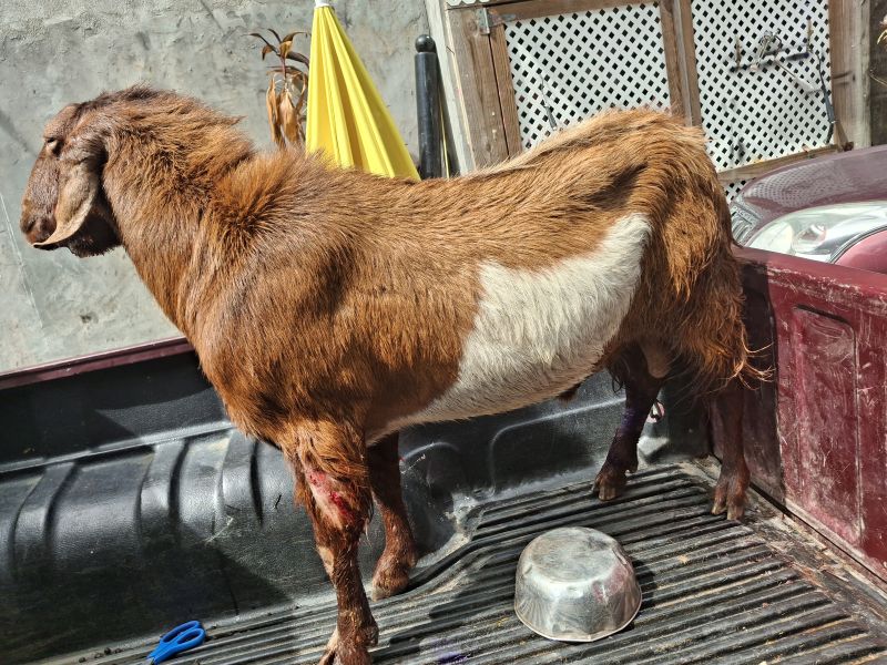 Roaming Dogs Inuring, Killing Livestock